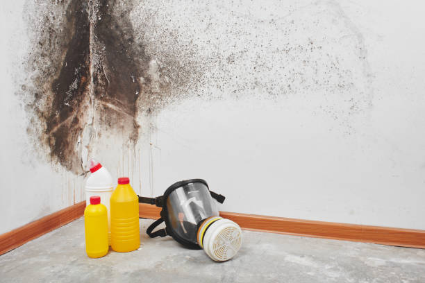 Trusted Kittitas, WA Mold Remediation Experts