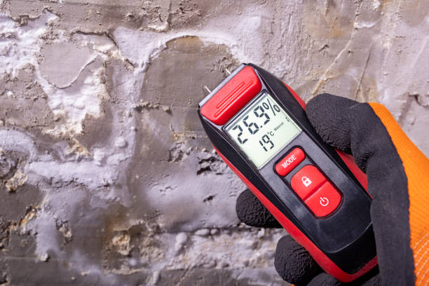 Best Basement Mold Remediation in Kittitas, WA