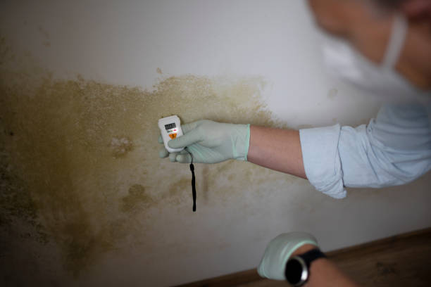 Best Emergency Mold Remediation in Kittitas, WA