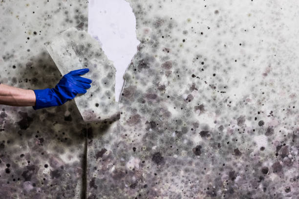 Best Health and Safety Mold Remediation in Kittitas, WA