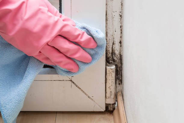 Reliable Kittitas, WA Mold Remediation Solutions