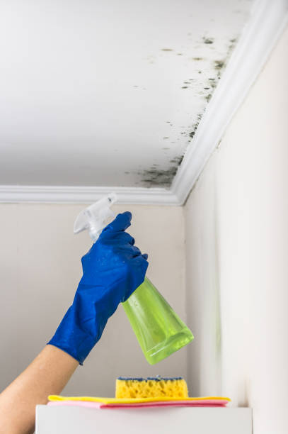 Best Basement Mold Remediation in Kittitas, WA